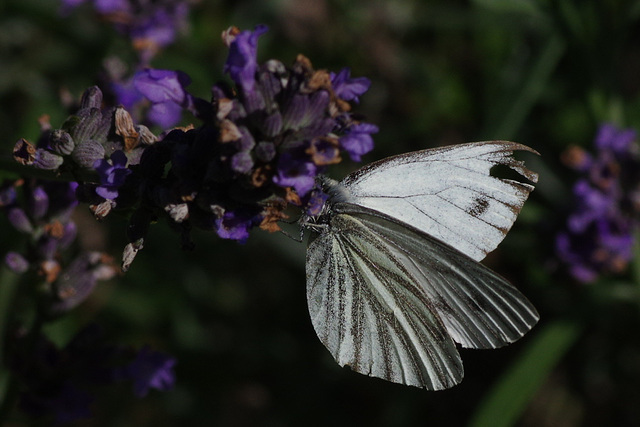 Veined White Butterfly