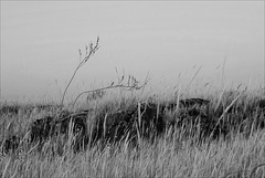 Thirsty Land Poetry, Blue hour in BW