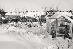 Greenhouse bathed in snow. c.1980