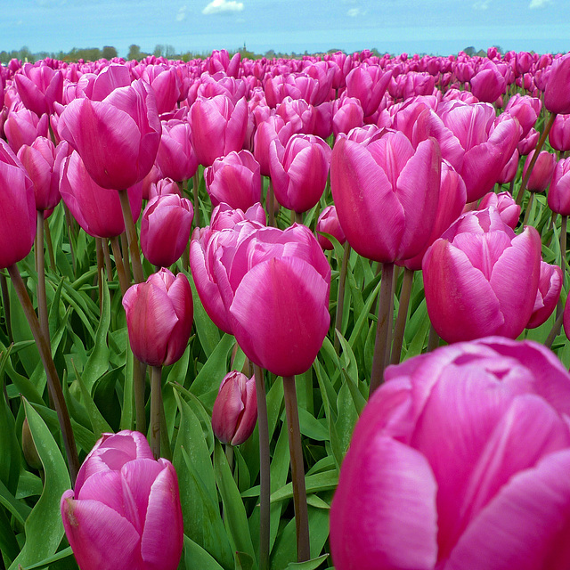 Nederland - Beemster, tulips