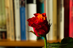 Rose 50 + 20 : book shelf rosy