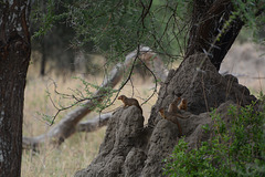Tarangire, The Family of Egyptian Mongooses