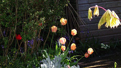 Ann's tulips in Springtime
