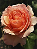 Another garden rose