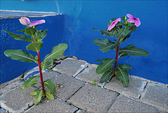 Catharanthus roseus, Penedos