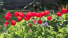 Ann's tulips are a wonderful sight