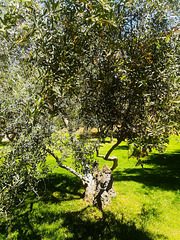 My favourite olive tree in the park.