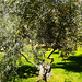 My favourite olive tree in the park.