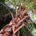 detail - Palm Tree