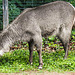 20210709 1440CPw [D~OS] Ellipsenwasserbock, Zoo Osnabrück