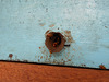 DSCN4527 - abelha bugia Melipona mondury, Meliponini Apidae Hymenoptera