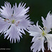 Dianthus Monspessulanus 033 copy