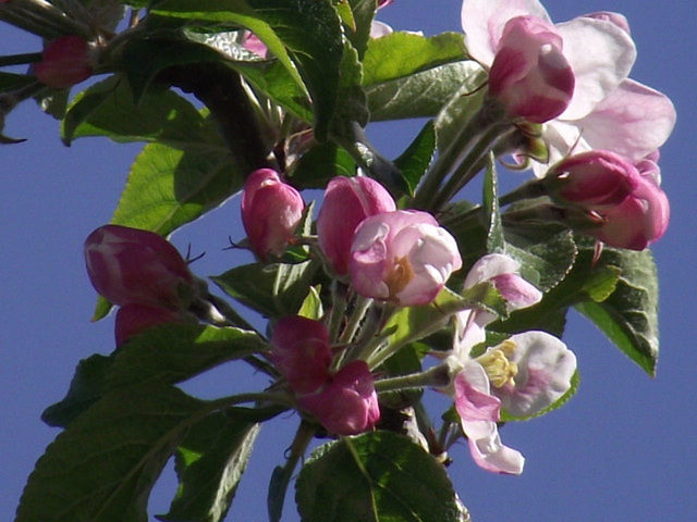 The start of apple blossom
