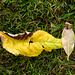 Buddleia Leaves