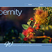 ipernity homepage with #1554