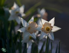 295/366: Peach Cup Daffodils with Creamy Star Petals