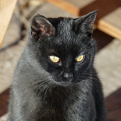 Black farm cat