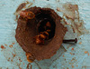 DSCN4527a - abelha bugia Melipona mondury, Meliponini Apidae Hymenoptera