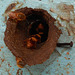 DSCN4527a - abelha bugia Melipona mondury, Meliponini Apidae Hymenoptera