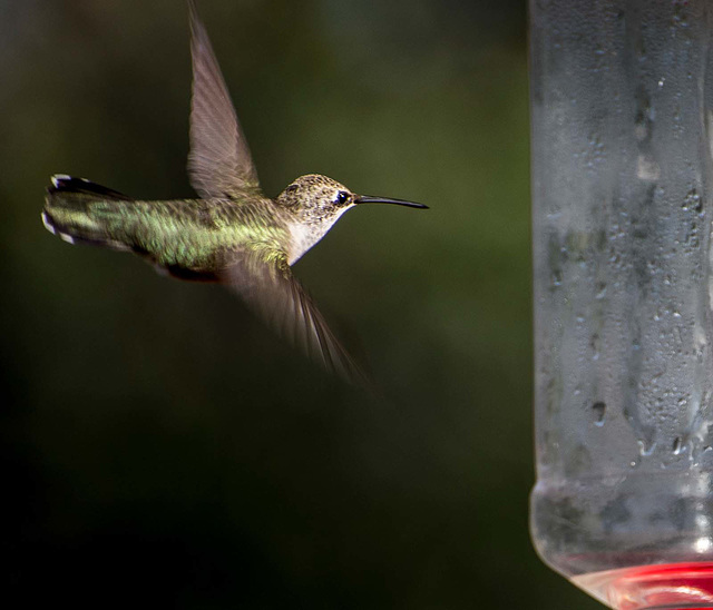 Incoming hummingbird2jpg