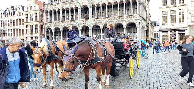 Horses of tourist attraction at the Grand~Place to BE