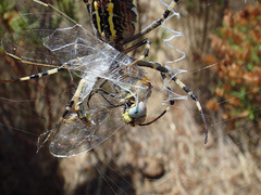 Red-veined Darter in spider's web 08-08-2012 11-53-20