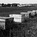Honey bee boxes