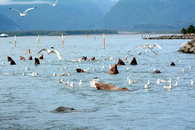 Alaska, Valdez, Seagulls and Sea Lions Catching Salmon in the Bay