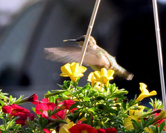 Female Hummingbird came to my patio