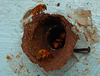 DSCN4528a - abelha bugia Melipona mondury, Meliponini Apidae Hymenoptera
