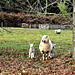 Sheep and Two Lambs.