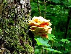 Birch with chicken of the woods...