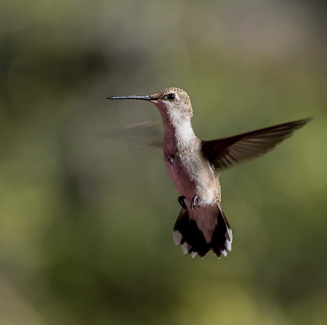 A hovering hummingbird3