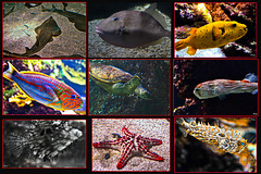 Aquarium de La Rochelle. Collage I