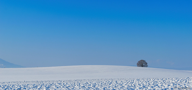 Winter im Zürcher Unterland (© Buelipix)