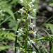 Platanthera bifolia, Zweiblättrige Waldhyazinthe ( ? ) - 2015-06-12--D4 DSC2522