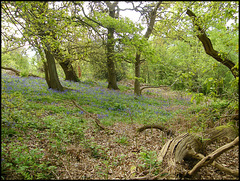 woodland bluebells