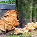 Castle Mushroom (Kretzschmaria deusta)