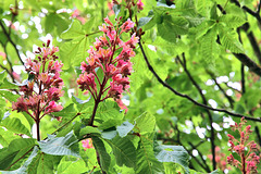 Rosskastinienblüte, horse chestnut,  marronnier d'Inde