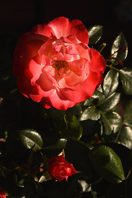 Rose in my garden