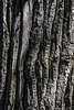 ... 'nur' ein Baum von vielen im Wells Gray Provincial Park bei den Dawson Falls ... (© Buelipix)