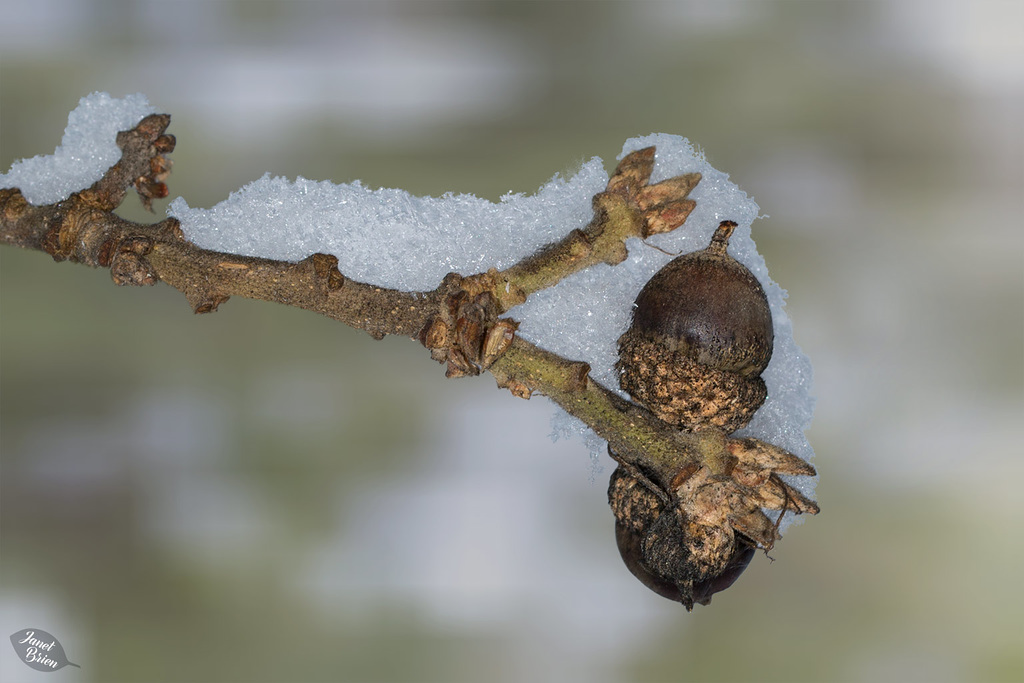 Pictures for Pam, Day 96: Snowy Acorns