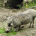 20210709 1448CPw [D~OS] Warzenschwein, Zoo Osnabrück