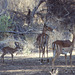 Impala with young