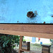 DSCN4531 - abelha bugia Melipona mondury invadindo ninho alheio, Meliponini Apidae Hymenoptera