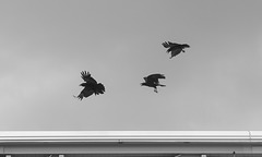 Three Flying Ravens