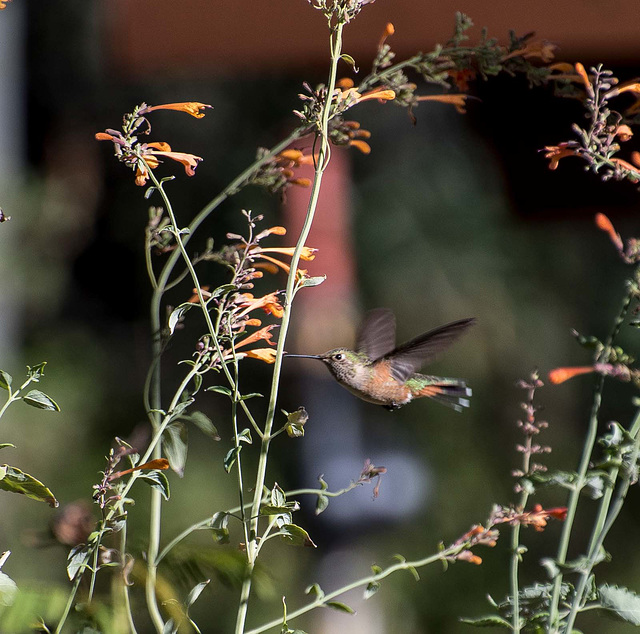 A hummingbird at the Bosque
