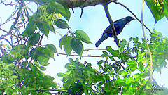 Tui in our trees