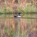 Wood duck on pond