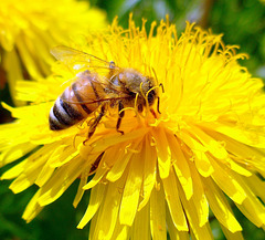 un'ape della fattoria Bronzetta